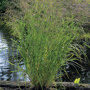 Roodpuntig vingergras - Panicum virgatum 'Squaw'
